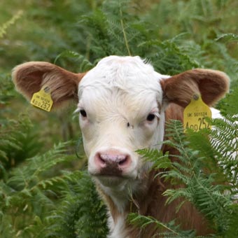 Calf