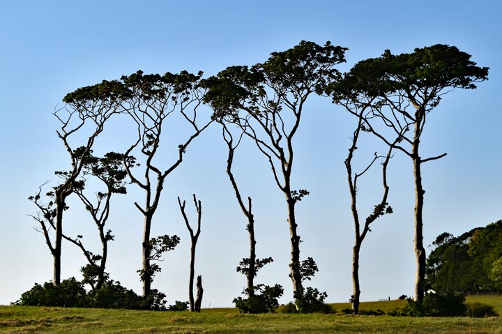 Trees on Raasay