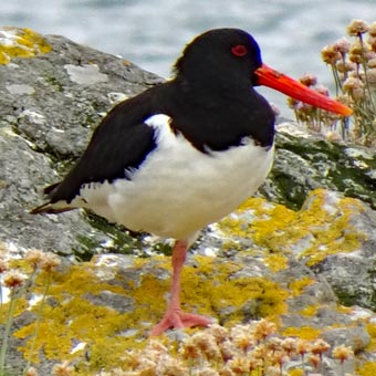 An oyster catcher