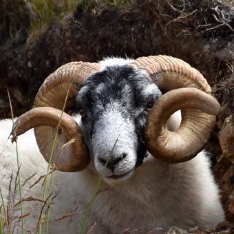 An even better set of horns!