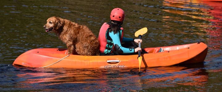 A dog joins a canoe class
