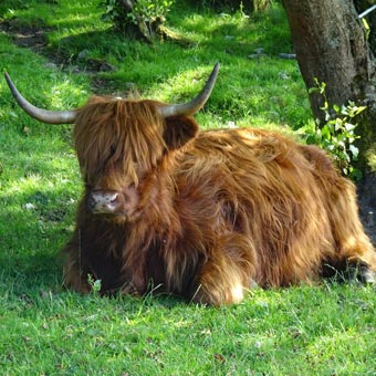 Another Highland Cow