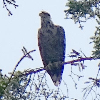 A grainy photograph of a sea eagle