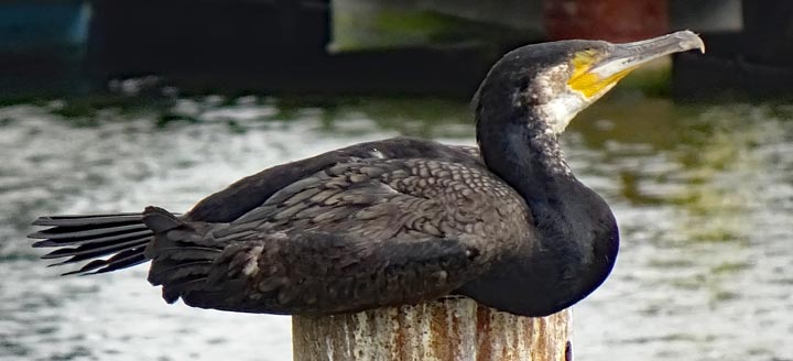 A cormorant