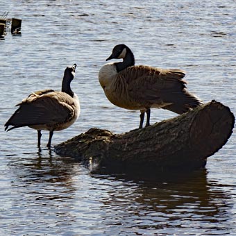 Canada Geese on the pond