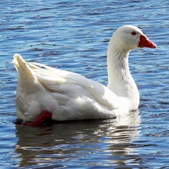 A duck