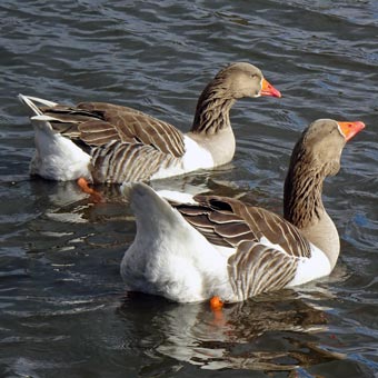 Wilma and Barney - two Talouse ducks on the pond
