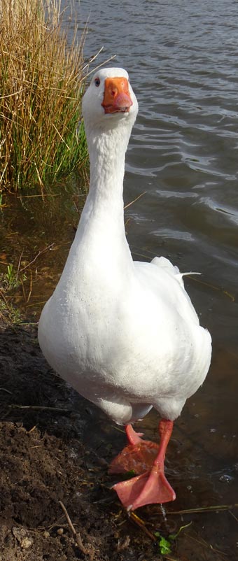 It's that duck again