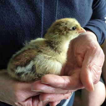 One of Mark and Kerry's chicks