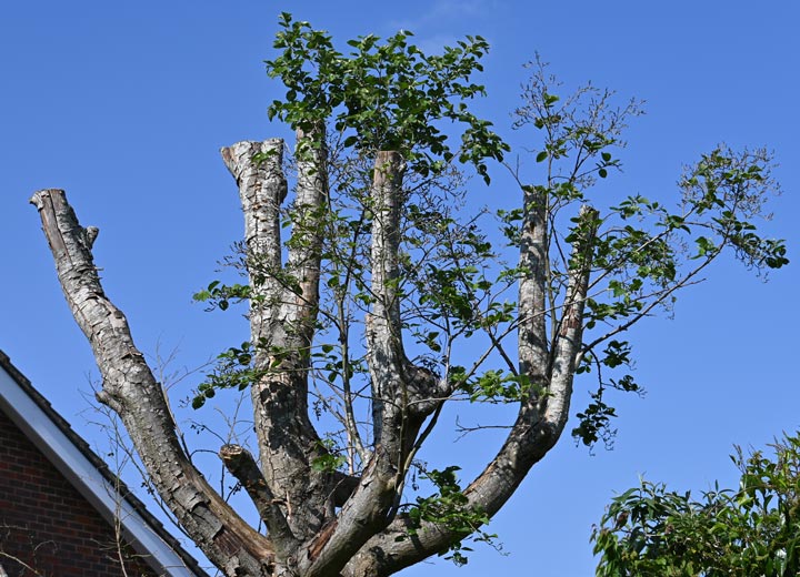 Next door's tree was pollarded lst year and is still growing - but it cesaed to cause problems after ***