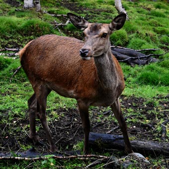 A Deer