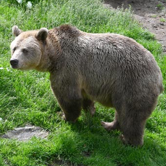 A Bear