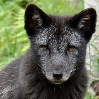 An Arctic Fox