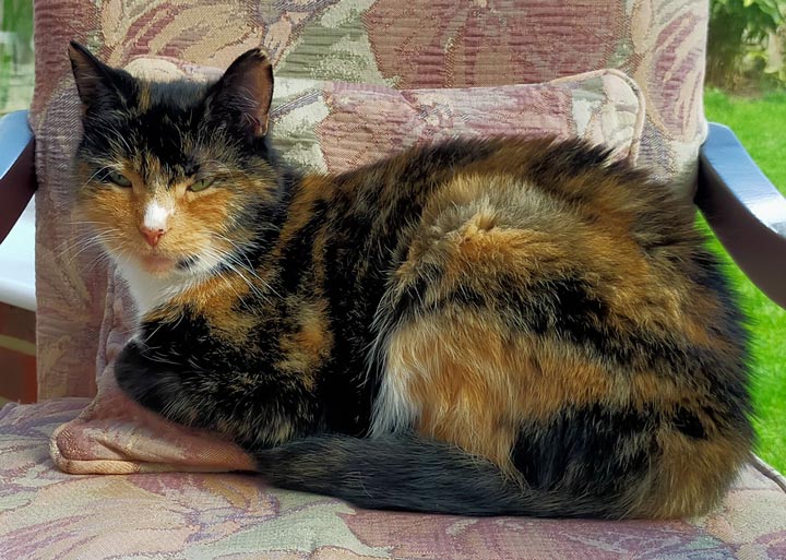 Suki always makes herself comfortable!