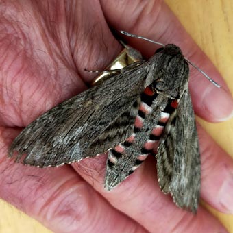 This moth landed on the back garden and John picked it up for a photograph!