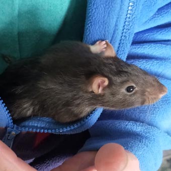 A rat, tucked into Liz's coat!