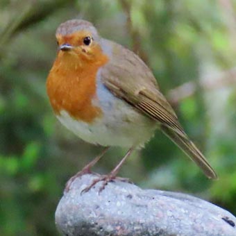 A robin