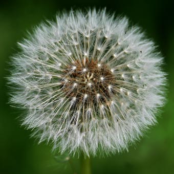 Dandelion