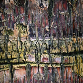 Amazing tree bark