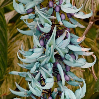 Amazing blossom