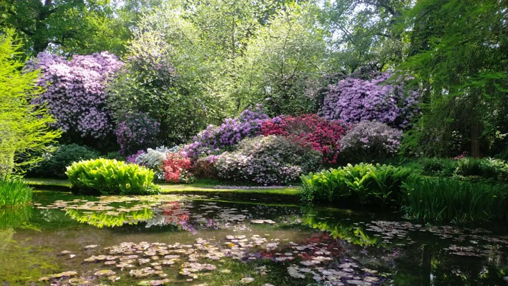 Beautiful water and flowers at