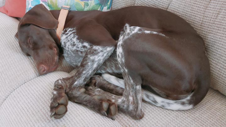 Let sleeping dogs lie!