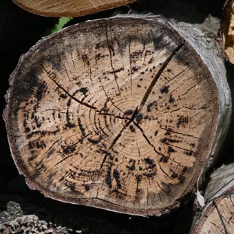 I find logs to be very photogenic