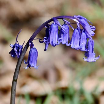 A Bluebell