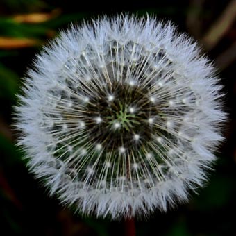 Dandelion seed head
