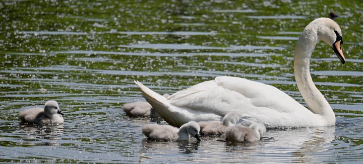 Swans and cygnets on The Pond