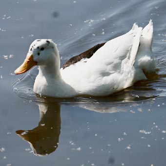 An Acona duck