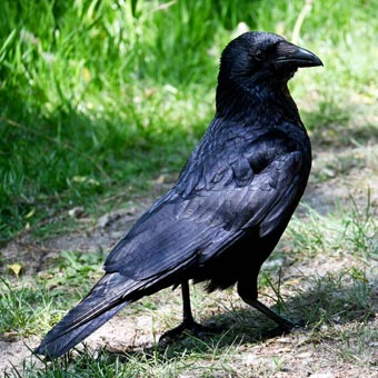 A crow
