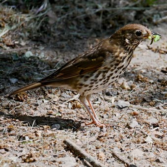 A thrush, quite a rarity these days