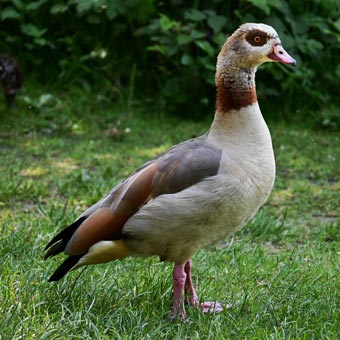 An Egyptian Goose