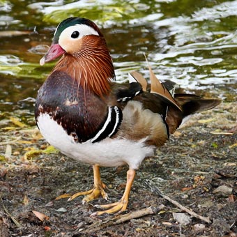 A Mandarin duck