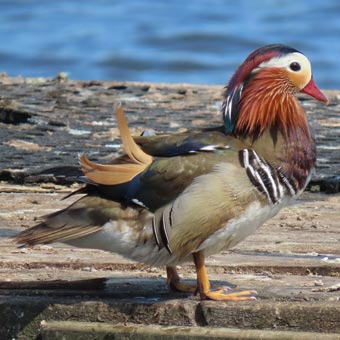A Mandarin duck