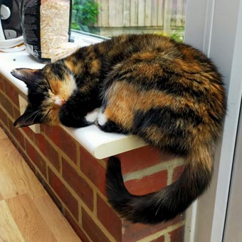 As always, Suki finds somewhere odd to sleep