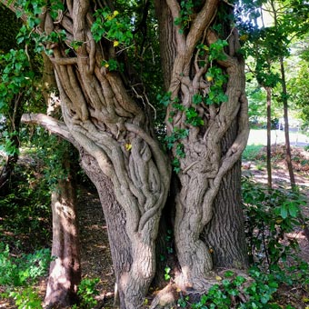 Creepers around a tree