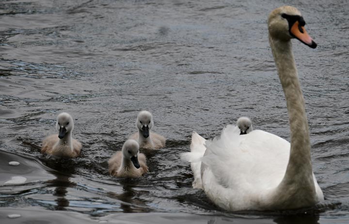 Swan with signets