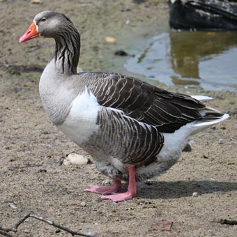 A Toulouse Duck: known to us as Barney
