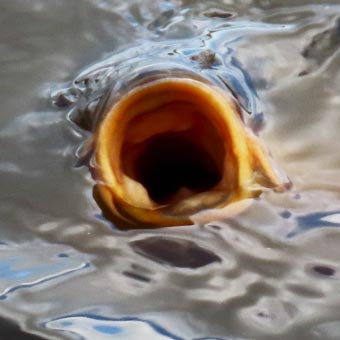 Fish eat the duck food we throw in to the water!