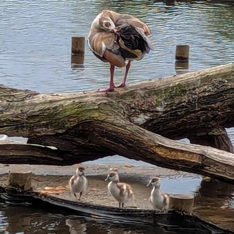 Egyptian Goose and chicks